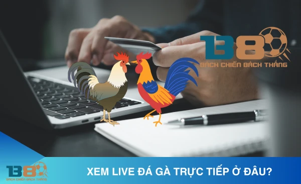 Đá gà B8 là gì?