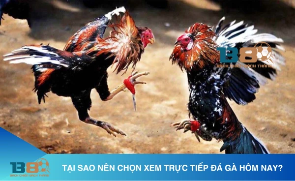 trực tiếp đá gà hôm nay